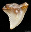 Fossil Hemipristis Shark Tooth - Western Sahara Desert #2858-1